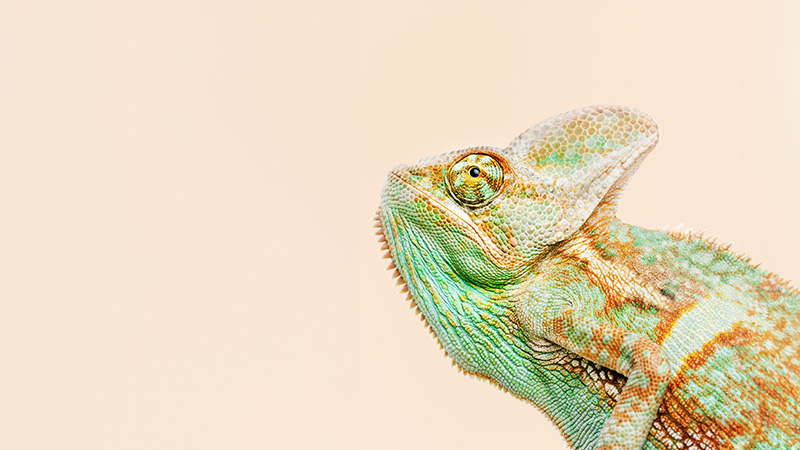 camaleon compliance